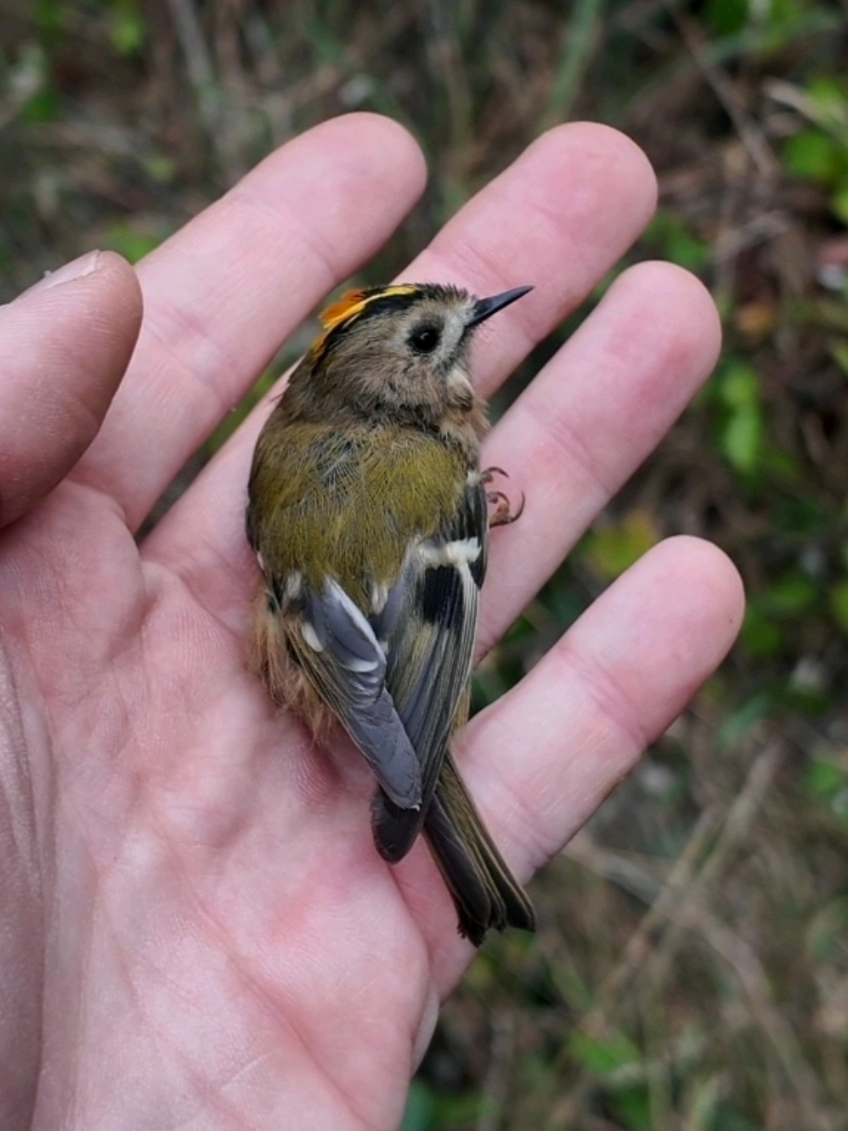 Small bird unboxing 📦 #birds #science #fyp #nature #cute 