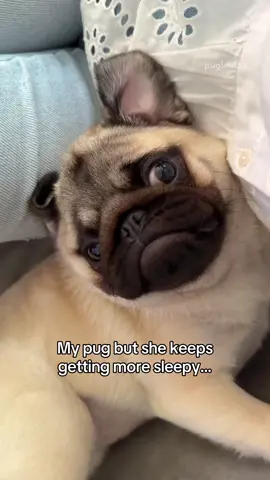 Not sure if she looks more sleepy or more possessed 😂 #dogsoftiktok #PetsOfTikTok #pug