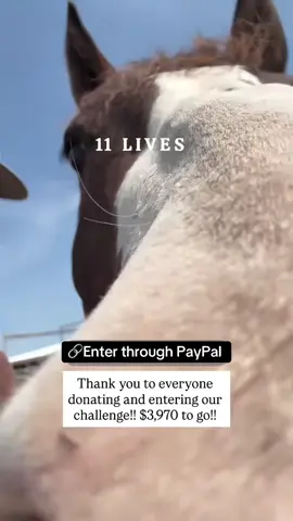 Let’s all come together to save them🥹🥲#fyp #viral #goviral #london #horses 