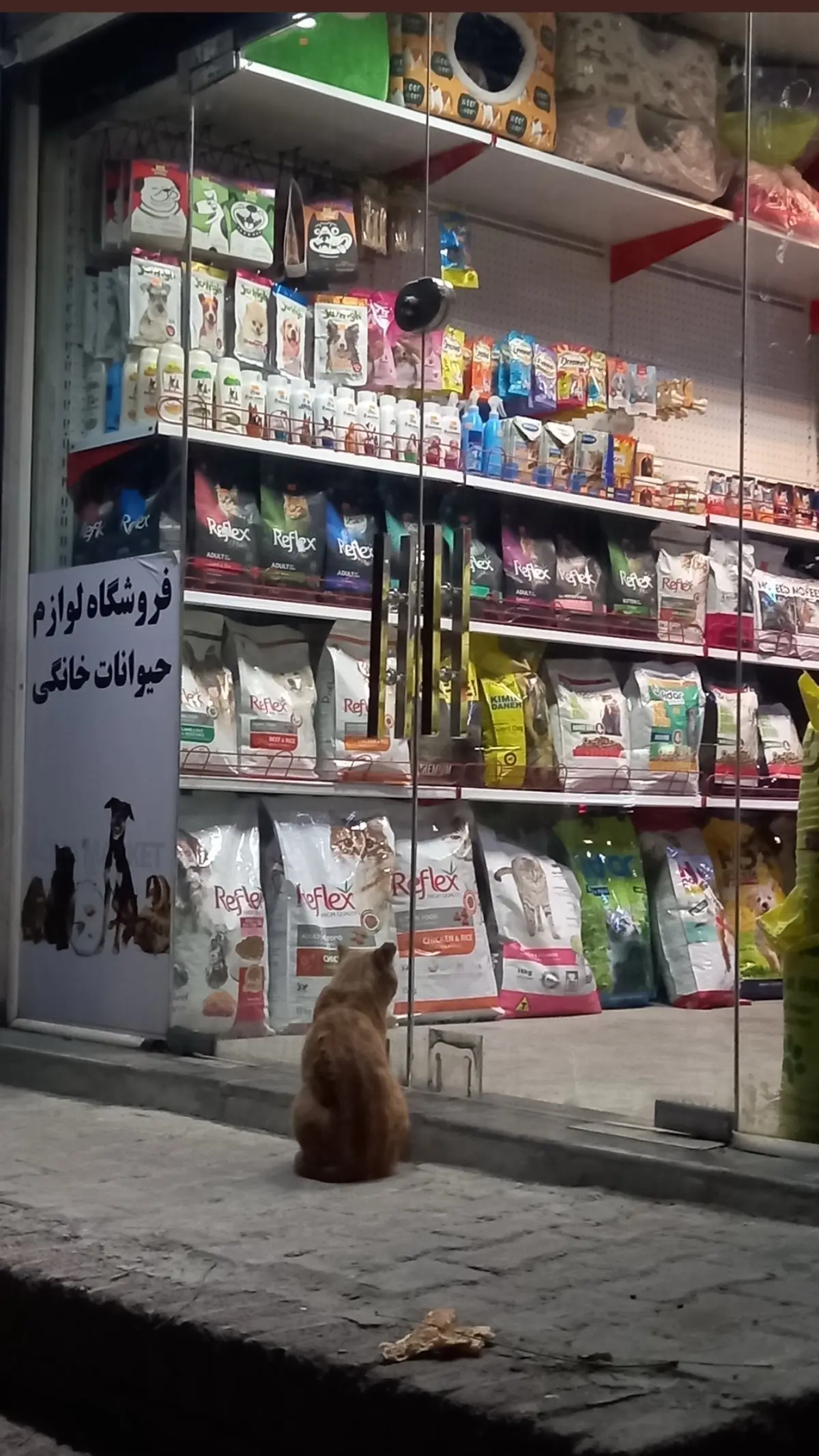 من این عکس رو نگرفتم، از قبل داشتمش توی گالری چون دوسش داشتم گذاشتم اینجا 🥺🥺 امیدوارم غذا خورده باشه :) ❤️ #cute #shayla #streetcat #car #گربه 