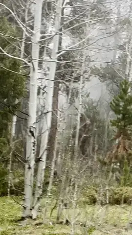 Out of a hike and caught THIS on camera! 👣 👀 #bigfoot #bigfootsighting #sasquatch #bigfootisreal 