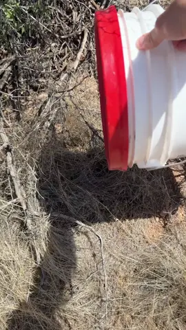 On a very hot day, landscapers uncovered this little Western Diamondback Rattlesnake. The homeowners wanted to make sure it got to safety, so they got it into a bucket and kept it in a cool garage until I got there. But it wasn't safe yet. Relocation of snakes can be especially difficult when air temperatures are high enough to kill a rattlesnake from even being in it for long. So we need to find deep cover to escape the heat, and quickly. In this particular area, that means finding a packrat nest, and making sure that the snake gets all the way down into it. Far too often, we see well-meaning people and fire departments release snakes onto open ground, sparse grass, or a bush, walking away feeling as if a good deed has been done. But for the snake, it can mean quick death. This is the most overlooked aspect, and likely the most important part, of the entire action.