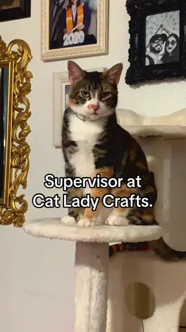 She says I gotta make that Kibble money. #cats #catladycrafts #cattok #catsoftiktok #fyp 