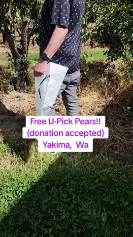 Who doesn't want free pears! And they were so good and perfect!! We donated too! #pears #yakima #upick #orchard 