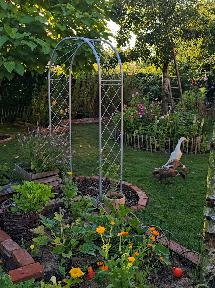 🌾🦆✨ #laufenten #garden #cottage  #garten #slowliving 