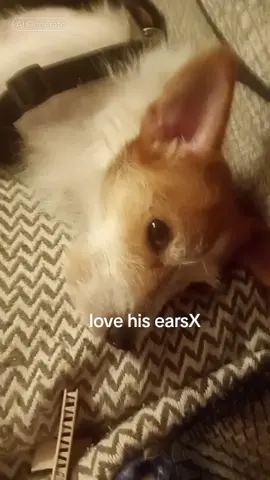 #CapCut 