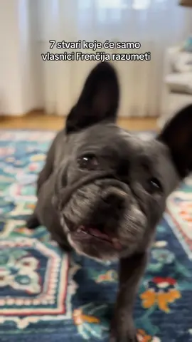 #frenchieowners ima li vas?😂 Zaprati za još vodea🤩IG👉🏻lilo_and_buch_~FOLLOW🥰#viral #fyp #pas #buldog #psitiktok #ocunafyp #frenchiesoftiktok #followm #humor #smesniklipovi #francuskibuldog #srbija #balkan #dogowner #frenchie #newcreators 