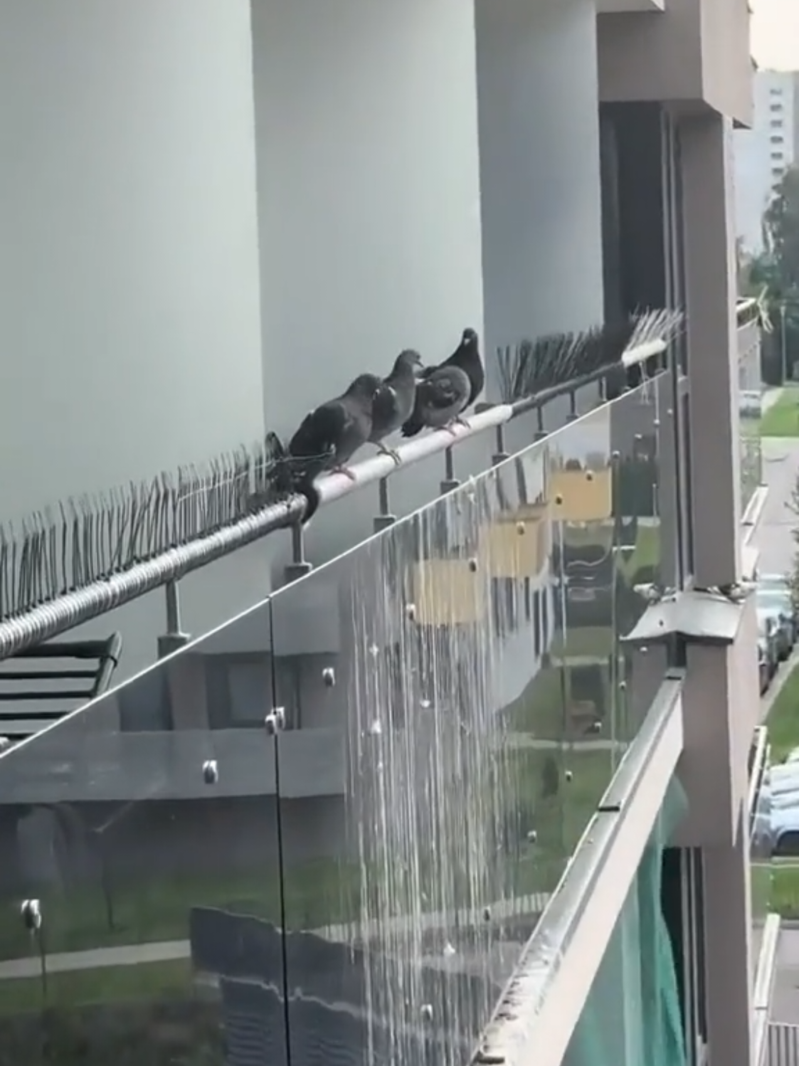 Anti-pigeon method: an unusual balcony solution 🐦🚫 #Viral #LifeHacks #Animals