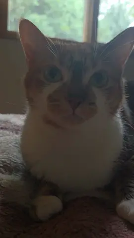#foryou #fyp #fypシ #fypシ゚viral #mycatnala 