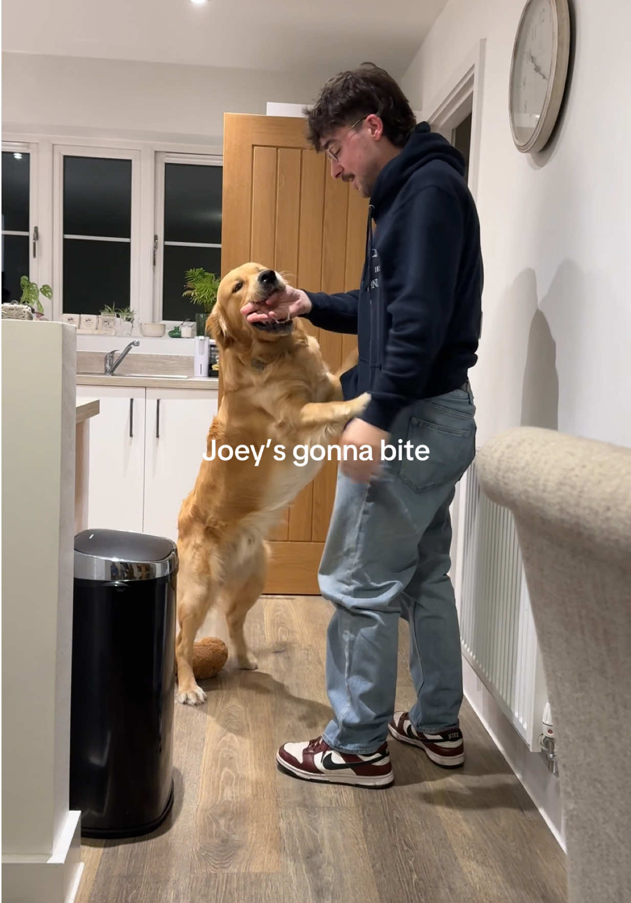 Teenage golden retriever #joeythegolden #goldenretriever #teenagedog 