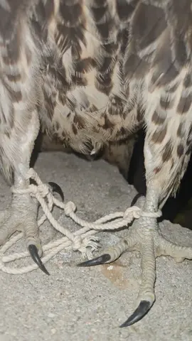 #اكسبلور، 