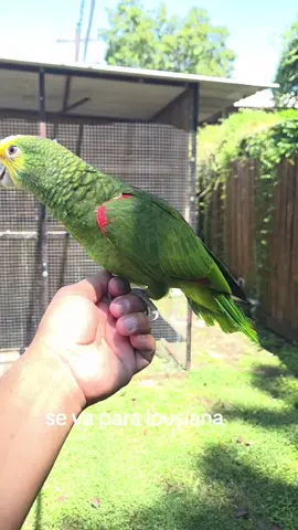 que chulada de amazon💯💯 #amazon #parrot #rafaelito 