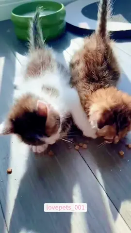 Cute and Greedy Kitty.#cat #cats #catsoftiktok #catlover #funny #funnyanimals #foryou #funnytiktok #fyp #cute #fypシ゚viral #usa🇺🇸 