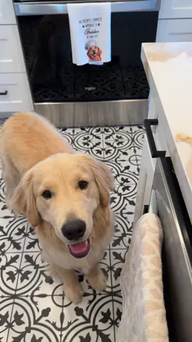 always a burnt kibble 🙄 #puppy #goldenretriever #funnydog 