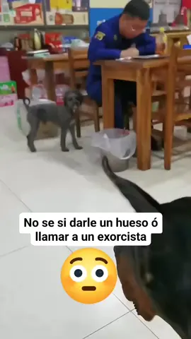 Se ve diabólico Firulays 🤣 