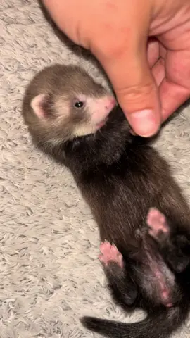 Who doesn’t love a baby ferret TikTok? 🥰🐾 #babyferret #ferretkit #cuteferrets #tinytoebeans 