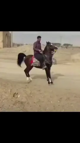 گشتیان یەک خوێـنن یەک دەمار یەک ڕەنگ ︎❤`