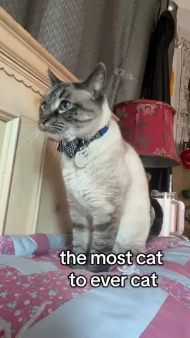 People say this a lot #arthur #meow #cat #catsoftiktok #Minecraft 