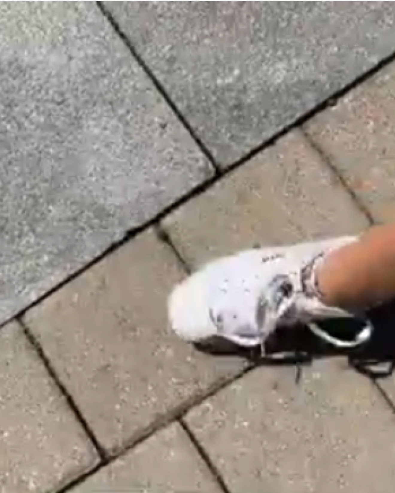 Stomp and slide! #spottedlanternfly #spottedlanternflies #templeuniversity #templeu 