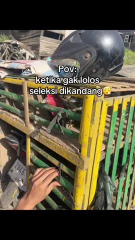 Otw rombong langsung😭#hobyayam #hewanpeliharaan #botohcantik #videoviral 