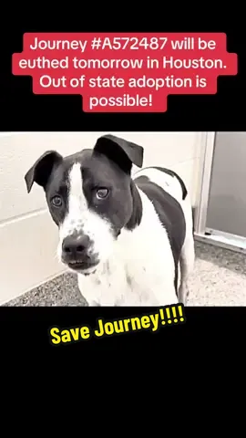 Fill out the app in my bio if you are interested in adopting Journey! @Alix Earle @Braxton Berrios @Houston Texans @Simone Biles @Puptown Houston @Houston Roughnecks #rescuedogarmy #rescuedogarmystrong #shelterdog #adoptdontshop #dog 