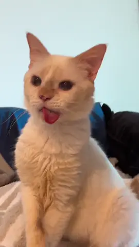 Everyone meet Gumbo 🥹🥹🥹🥹🥹🥹  #adoptdontshop #catsoftiktok 