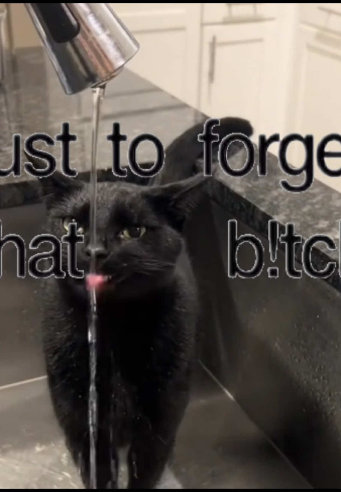 twenty four || @overtonight #cats #overtonight #catvideo #trending #Love 