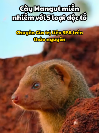 Những chú cày Mangut nhỏ bé này tưởng chừng vô hại, nhưng thực chất chúng miễn nhiếm với các loại độc và chuyên ăn rắn độc#ThếGiớiĐộngVật #phimtàiliệuđộngvật #Độngvậthoangdã #cầymangut  #sinhtồnhoangdã #khámphádộngvật  #châuphihoangdã