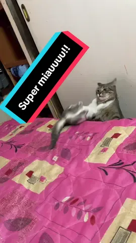#funnycat #gatosgraciosos #yosoyasi #michicat 