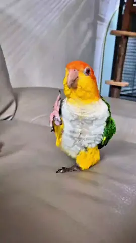 Parrot is dancing like he has some latin blood🔥 . . . #pet #pets #parrots #fyp #animal 