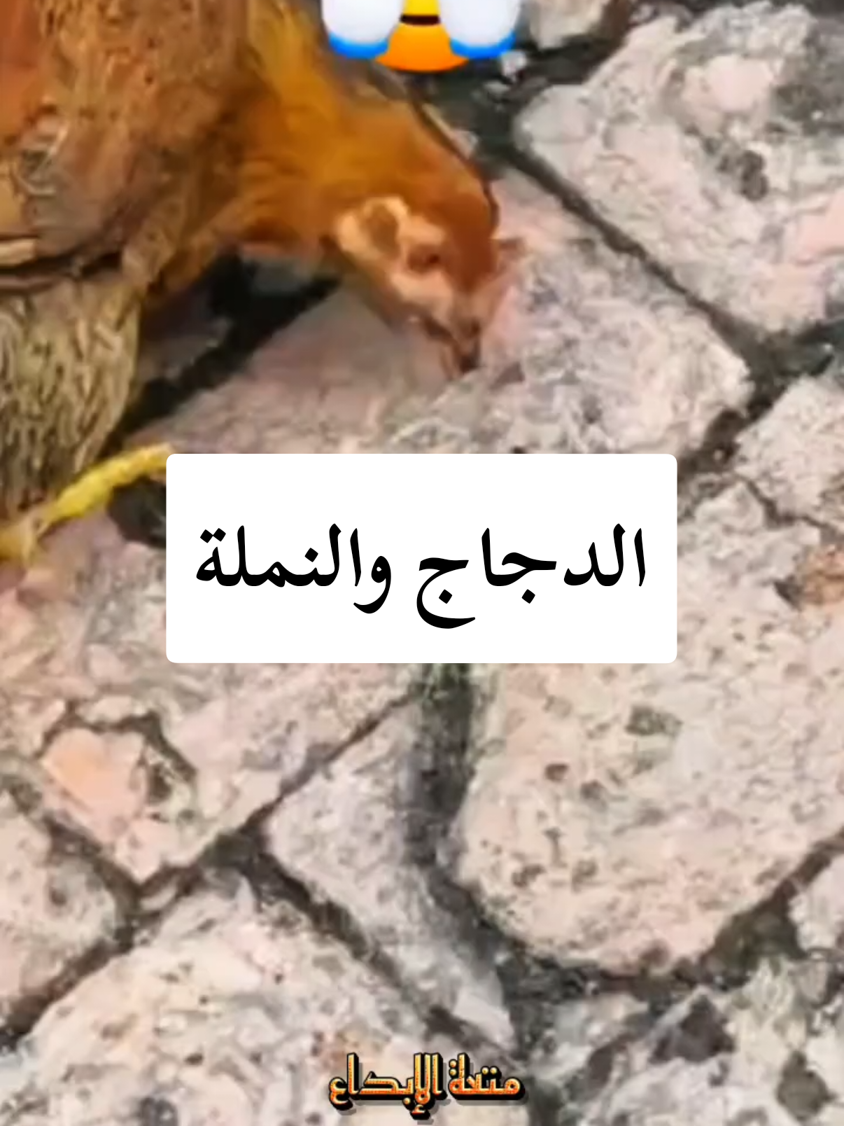 فيديو فيه عبره وحكمه#مواعظ #خواطر #نصائح #حكم 