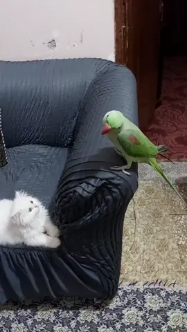 #catsoftiktok #unfrezzmyaccount #everyone #foryoupageofficiall #fy 