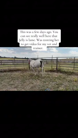 #lamehorse#RescuingHorses #HorseVideos #FunnyHorses #AngularlimbDeformity 