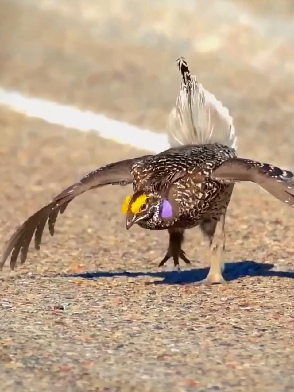#birds #birdsdance #dance #trending #animals #birdsoftiktok 