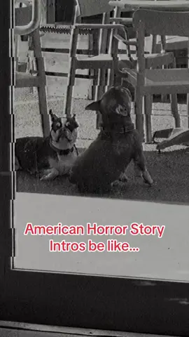 I heard Sarah PAW-lson is incredible 🐾 #americanhorrorstorycoven #ahs #catsoftiktok #dogsoftiktok #funnyanimals 