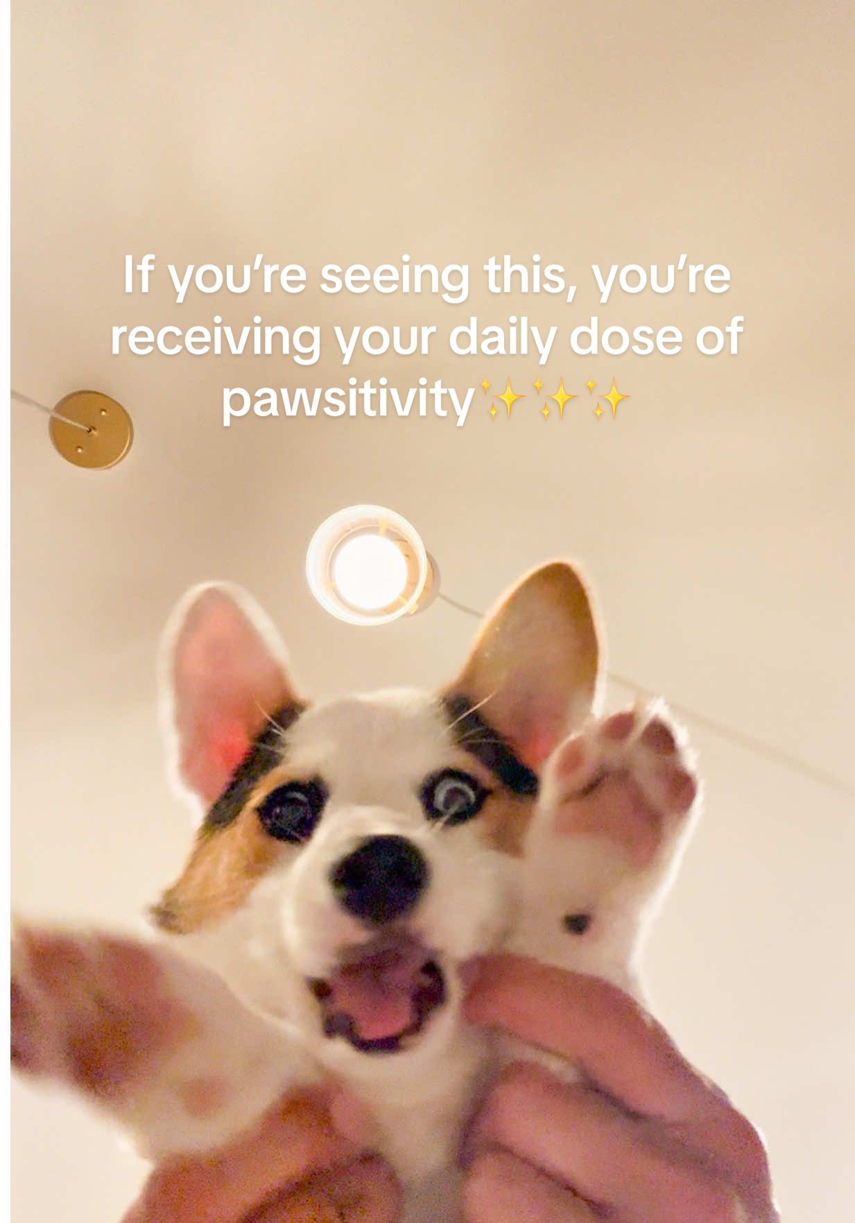 I claim this energy😍😍🐶🐶✨✨ #corgi #corgipuppy #benitothecorgi #corgilife #corgilove 