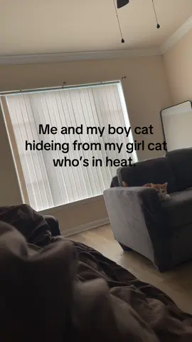 YES she’s getting spayed soon she just hasn’t been yet . Leave me alone #girlmom #catsoftiktok #PetsOfTikTok #fyp 
