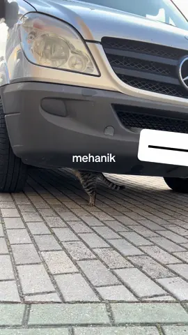 no wonder cats are so tired 🙏🥀 #9to5 #employed #mehanik #kawaii #fyp 