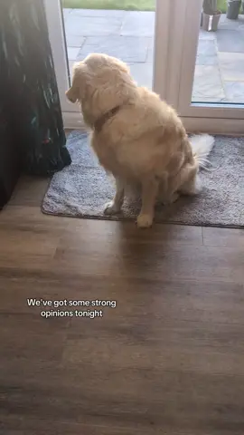 chatty girl again tonight 😂 #goldenretriever #dogsoftiktok  #dog  #goldenretrieverlife 
