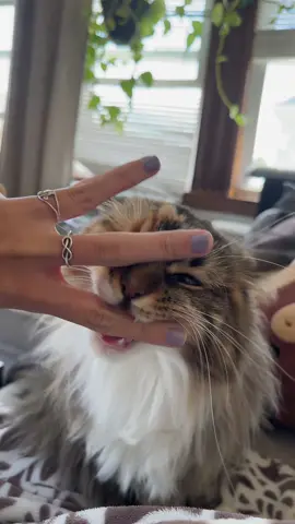 #mainecoon #Love #fyp #cat 