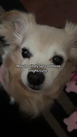 Oh #dogtok 