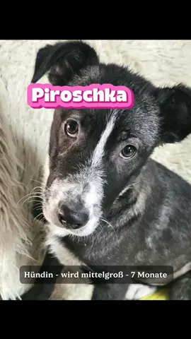 Piroschka (♀)🆘 so jung und schon traurig 😔 Anfragen bitte an: info@prodogromania.de • schüchterne Hündin, geb. März 2025 • ca. 40 cm, wird mittelgroß 🐾 • neugierig, aber noch unsicher 🥺 • lässt sich anfassen, wenn man ihr Zeit gibt 💕 • verträglich mit anderen Hunden 🐾 • beginnt Hautprobleme zu entwickeln 😔 Sie wartet auf Menschen, die ihr Geduld, Liebe und Sicherheit schenken ❤️ ‼️Muss dringend raus‼️ #zuhausegesucht #junghund #adoptierenstattkaufen #adoptdontshop #shelterdogs 