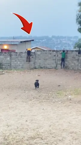 La légende 😂💔#viralvideos #viral_video #pourtoi #viraltik #percersursetiktok 