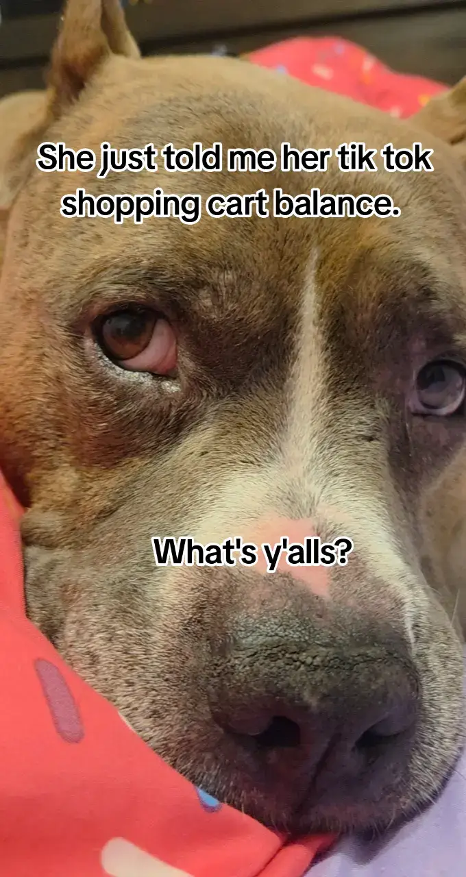 #pitbullsoftiktok #dogsoftiktok #PetsOfTikTok #bulliesoftiktok 