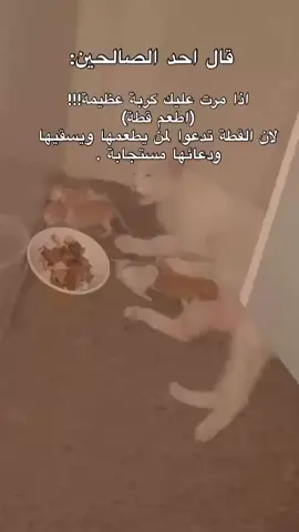#🥺 قلبي#قطتي 