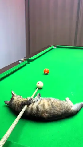 #cats #8ballpool #fyp