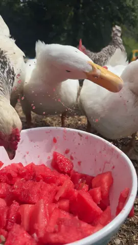 Linda and George love watermelon #fyp #asmr #duck #homestead 