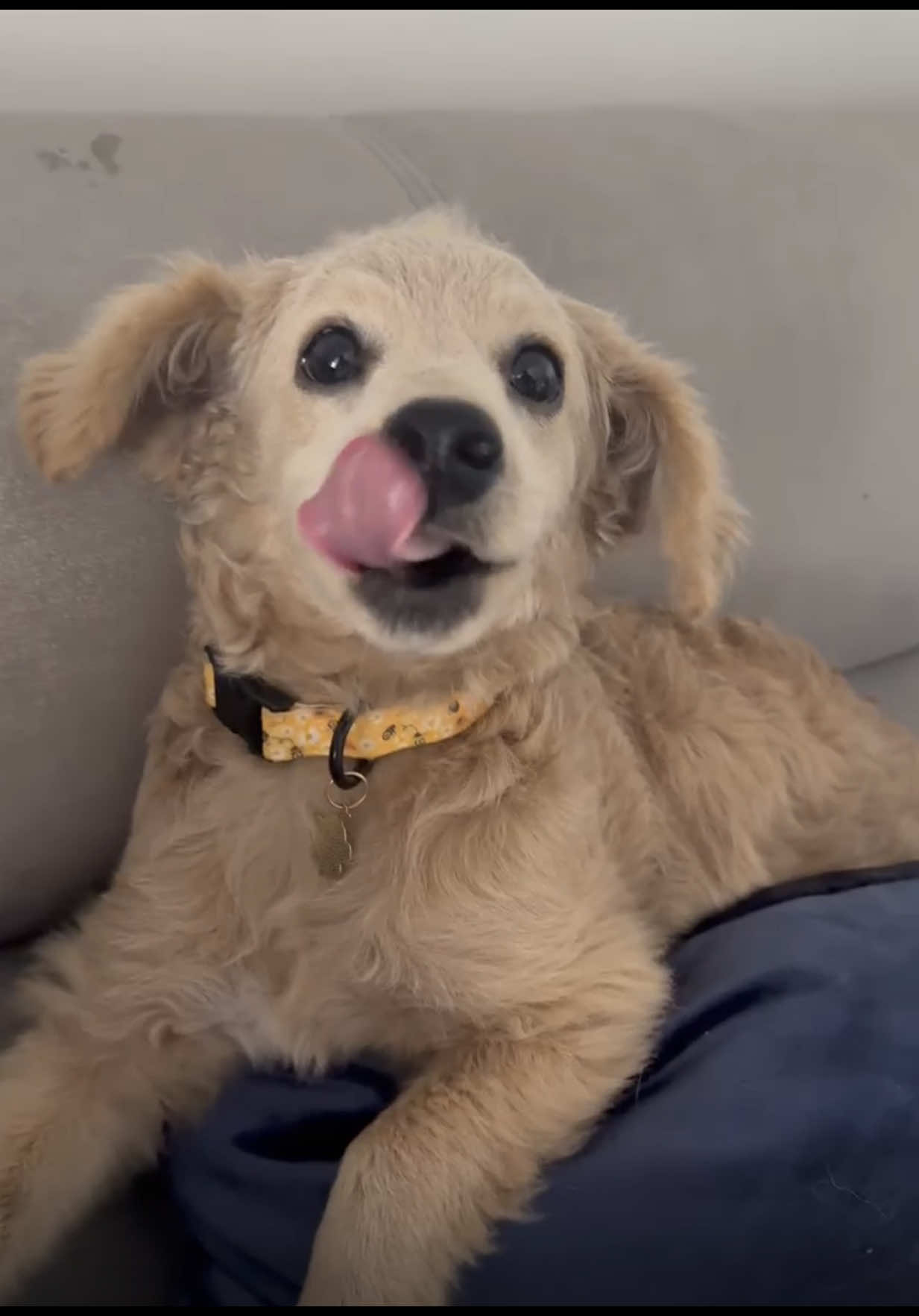 Ten un perrito -Decían- 😂😂😂 mi hermana y su perrisobrina  #perrosfelices #viral #dog #perrostraviesos #chicle 