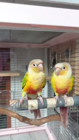 #pets #parrot #foryou #ticktock #fyppppppppppppppppppppppp 