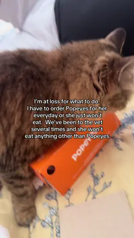 #popeyes #cat #fyp 